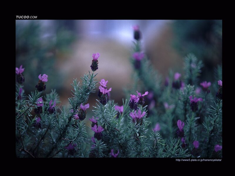 Lavender Flowers in Bloom
