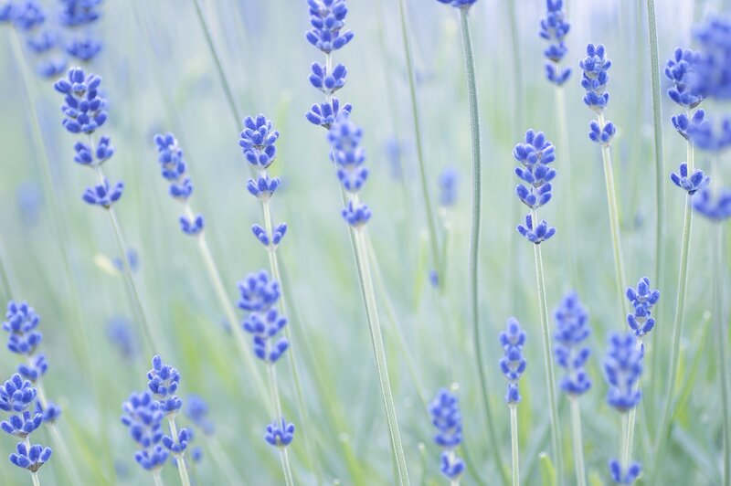 Lavender Flowers in Field — Blue, Serene, Summer