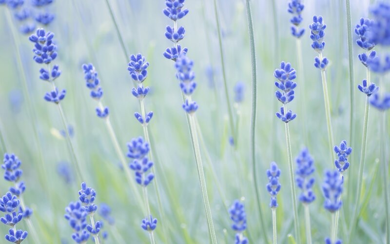 Lavender Flowers in Field — Blue, Serene