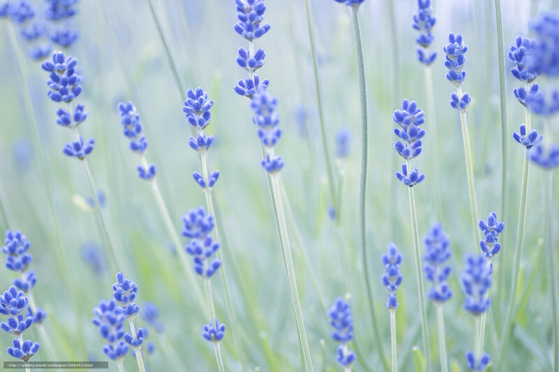 Lavender Flowers in Field — Blue