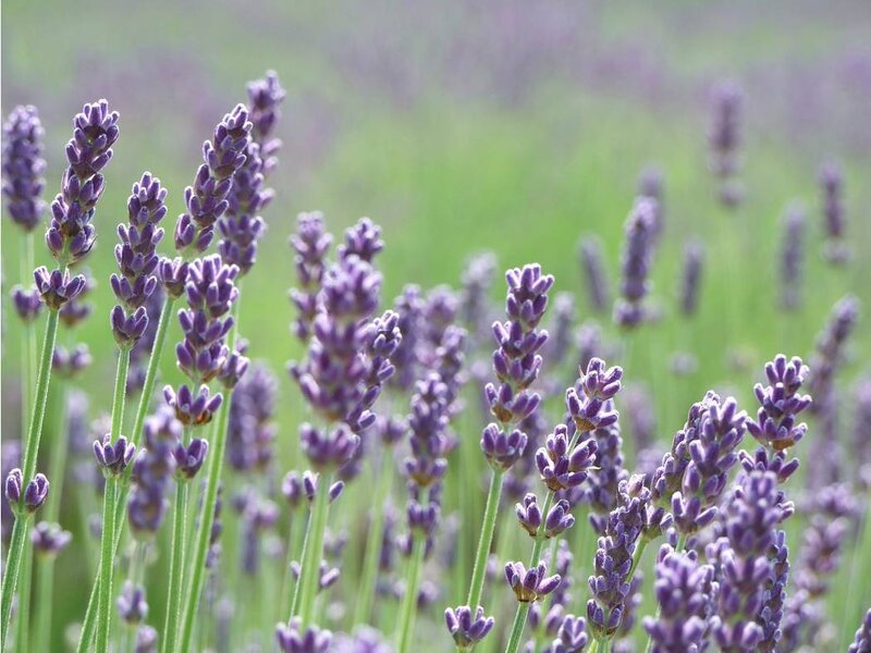 Lavender Flowers in Field — Purple, Calm, Summer, Photograph, Stems