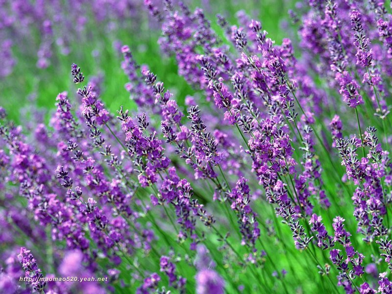 Lavender Flowers in Field — Purple, Calm, Summer