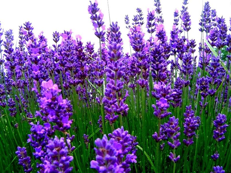 Lavender Flowers in Field — Purple, Calm