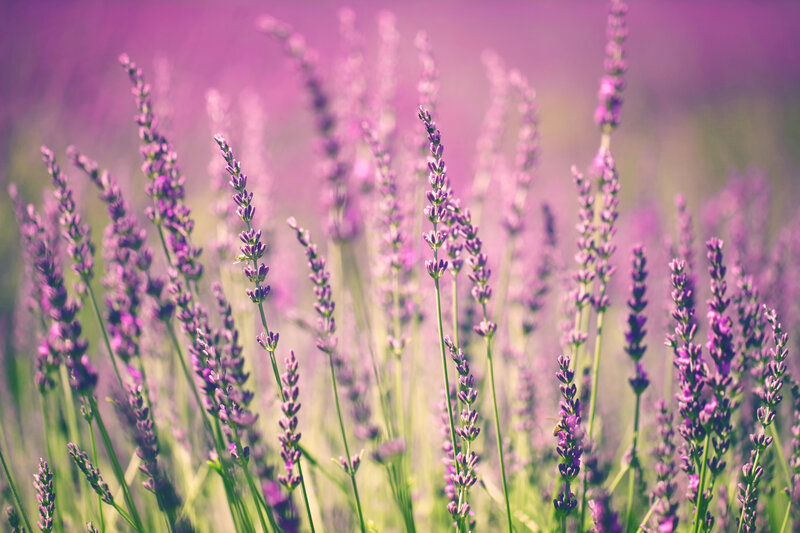 Lavender Flowers in Field — Purple, Serene, Afternoon, Photograph, Bee