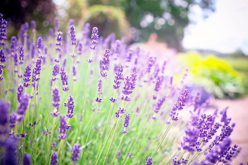 Lavender Flowers in Field — Purple, Serene, Afternoon, Photograph, Green Grass