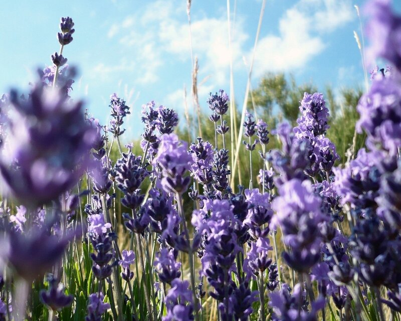 Lavender Flowers in Field — Purple, Serene, Afternoon, Photograph, Sky, Grass, Clouds, Blue