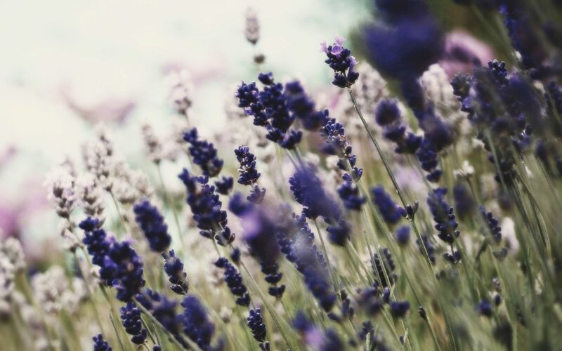 Lavender Flowers in Field — Purple, Serene, Afternoon, Photograph, Stems