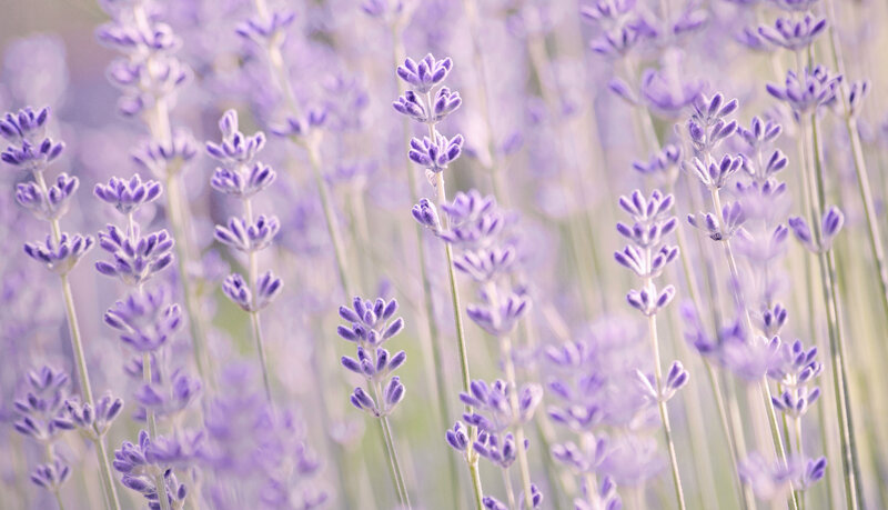 Lavender Flowers in Field — Purple, Serene, Spring