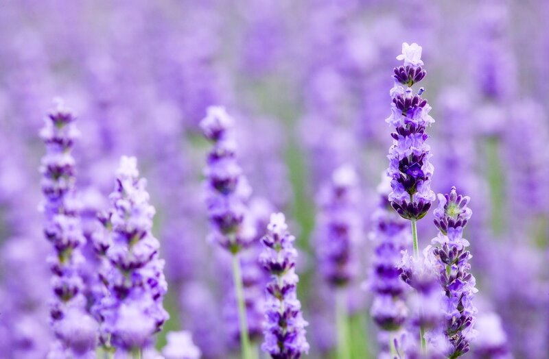 Lavender Flowers in Field — Purple, Serene, Summer
