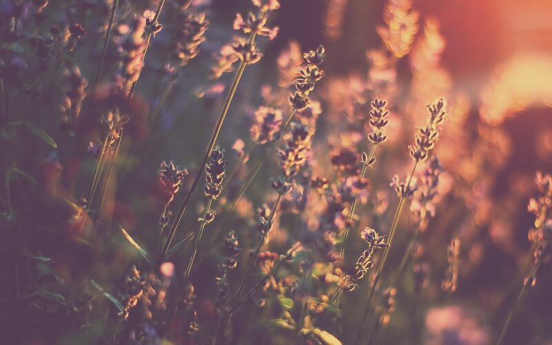 Lavender Flowers in Field — Purple, Serene, Sunset, Photograph, Sunlight, Stems