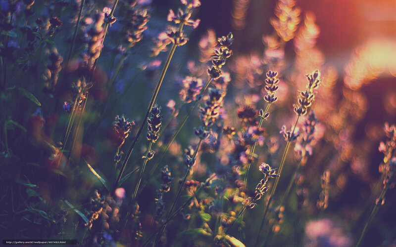 Lavender Flowers in Field — Purple, Serene, Sunset, Photograph, Sunlight