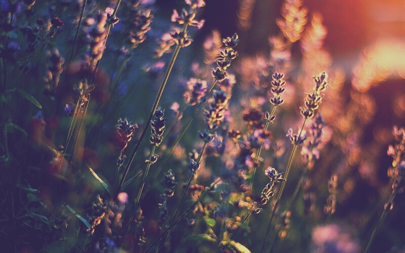 Lavender Flowers in Field — Purple, Serene, Sunset, Photograph