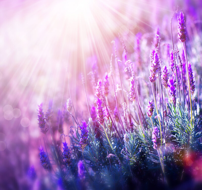 Lavender Flowers in Field — Purple, Serene, Sunset