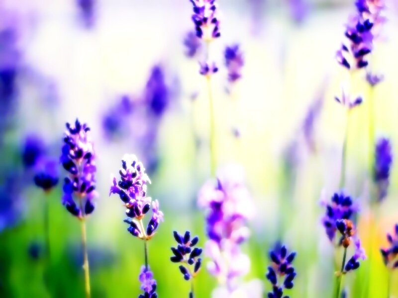 Lavender Flowers in Field — Purple, Serene
