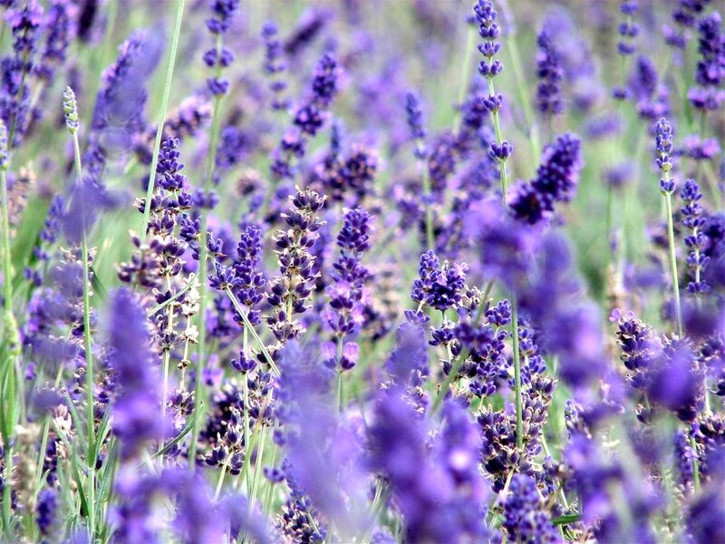 Lavender Flowers in Field — Purple