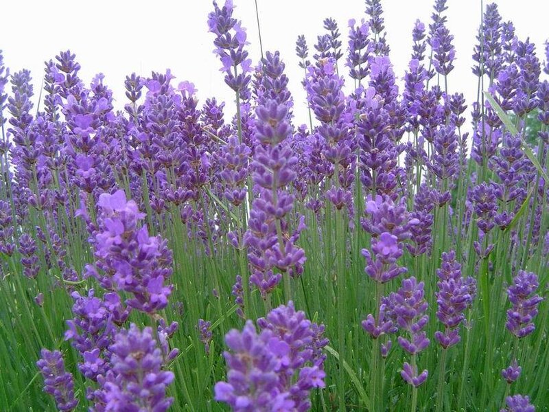 Lavender Flowers in Field