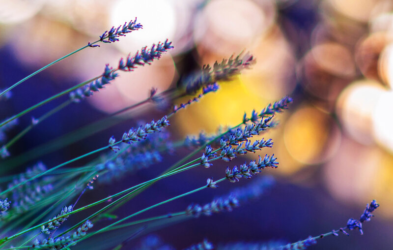 Lavender Flowers in Focus — Purple