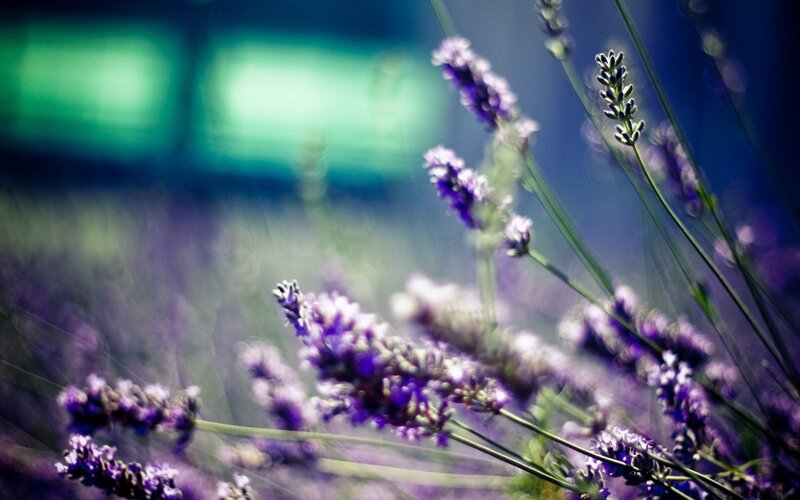 Lavender Flowers in Focus