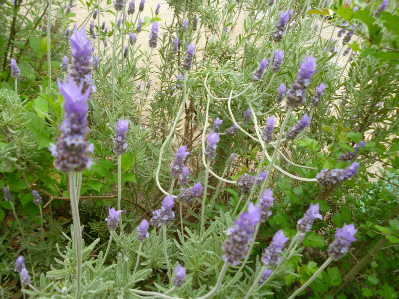 Lavender Flowers in Garden