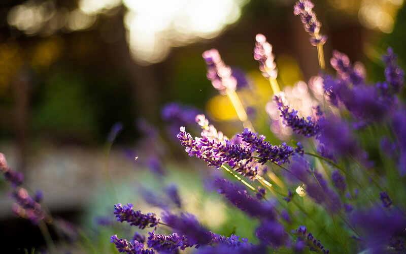 Lavender Flowers in Sunlight — Purple, Serene, Sunset
