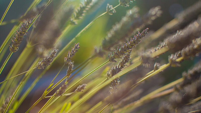 Lavender Flowers in Sunlight — Purple, Serene