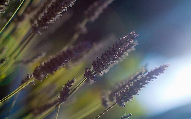 Lavender Flowers in Sunlight — Purple