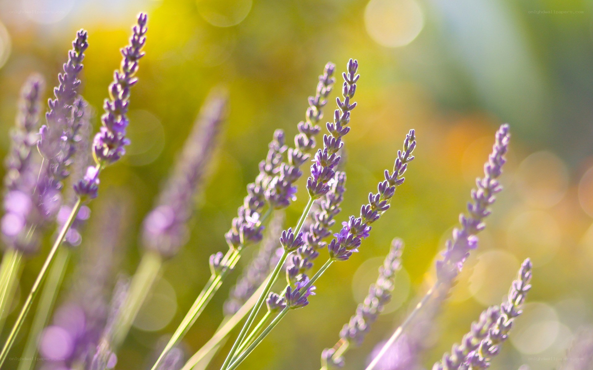 Lavender flowers in sunlight