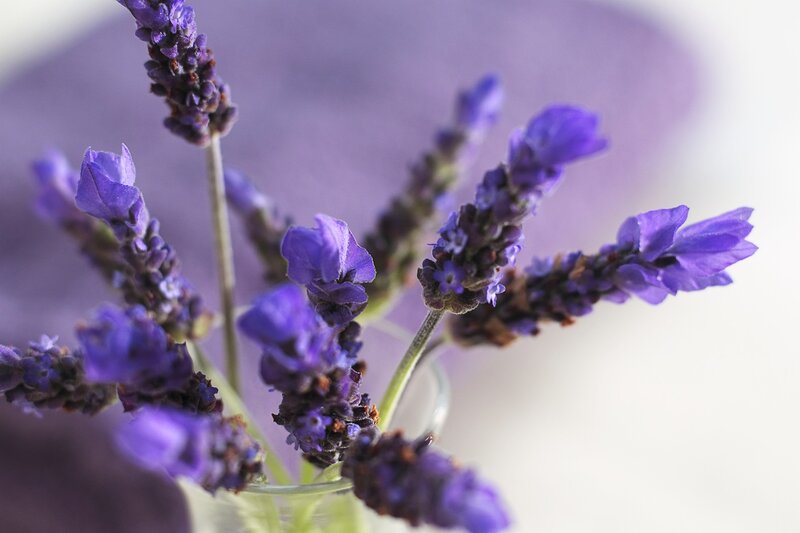 Lavender Flowers in Vase — Purple