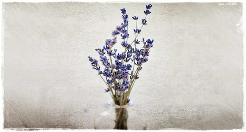 Lavender Flowers in Vase