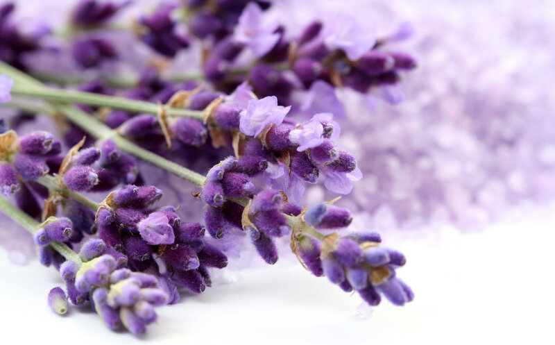 Lavender Flowers — Purple, Calm, Photograph