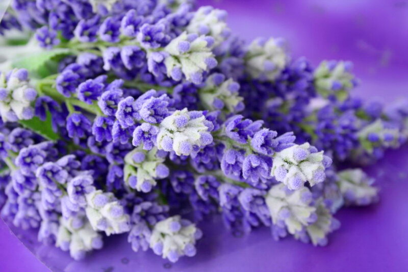 Lavender Flowers — Purple, Calm