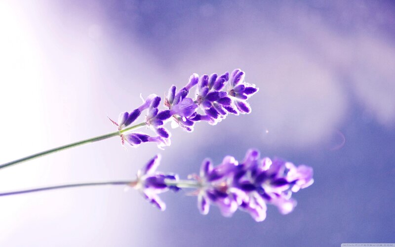 Lavender Flowers — Purple, Serene