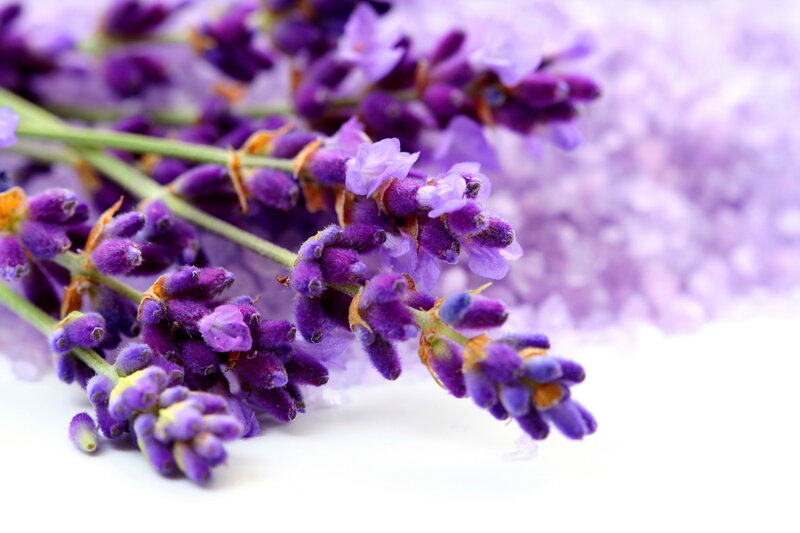 Lavender Flowers — Purple