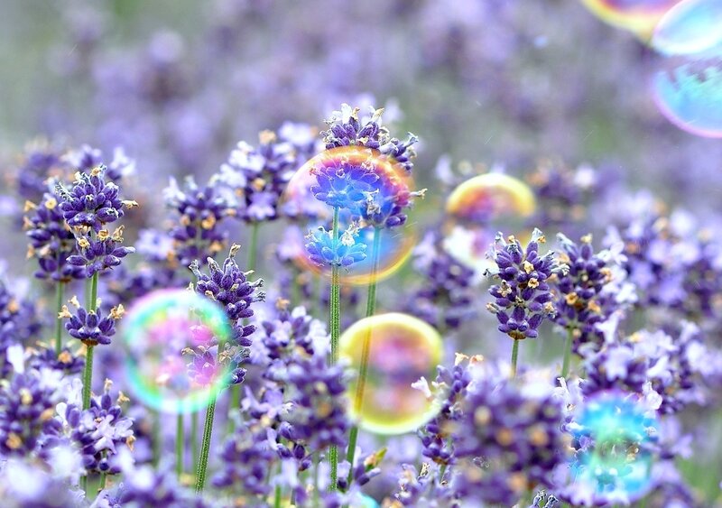 Lavender Flowers with Bubbles — Purple