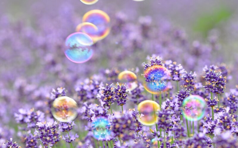Lavender Flowers with Bubbles