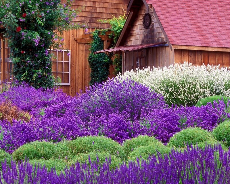 Lavender garden by wooden cabin