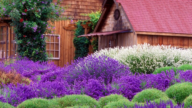 Lavender garden by wooden cabin