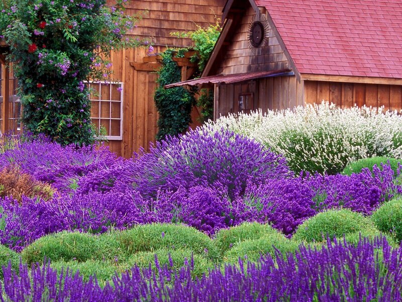 Lavender garden by wooden cabin
