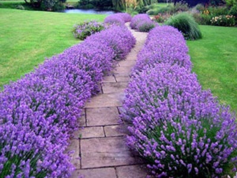 Lavender Garden Path — Purple, Serene