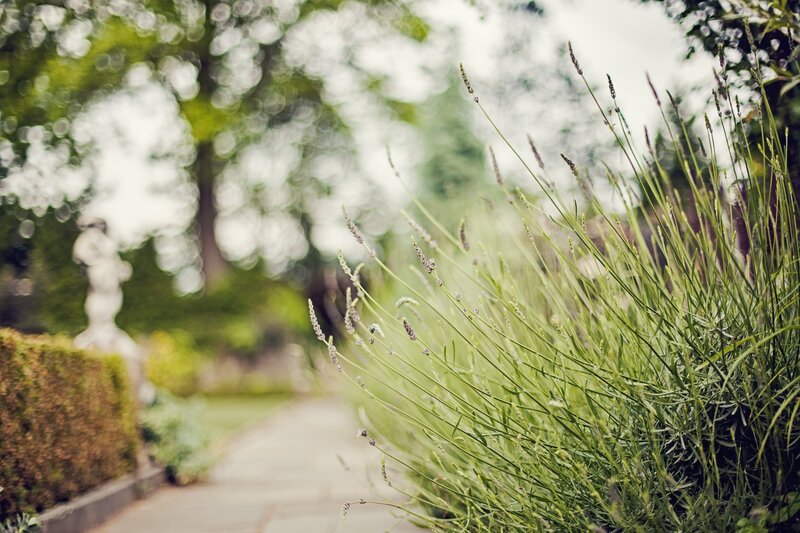 Lavender garden path