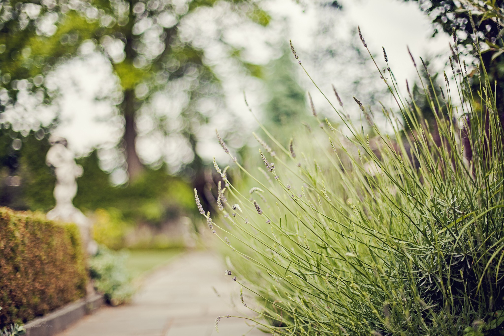 Lavender garden path