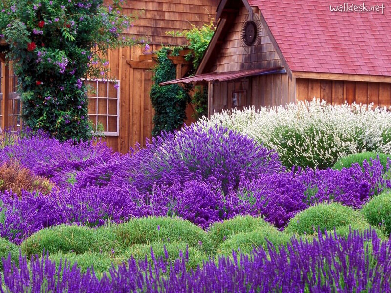Lavender Garden — Purple