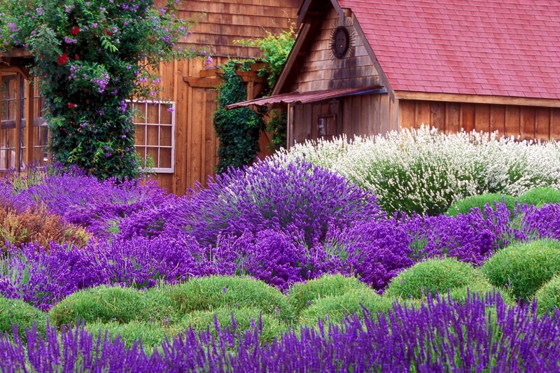 Lavender Garden