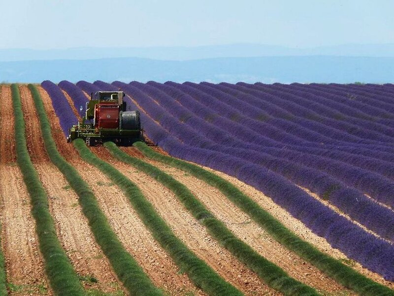 Lavender Harvester in Field