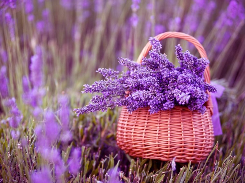 Lavender in a Basket — Purple, Serene