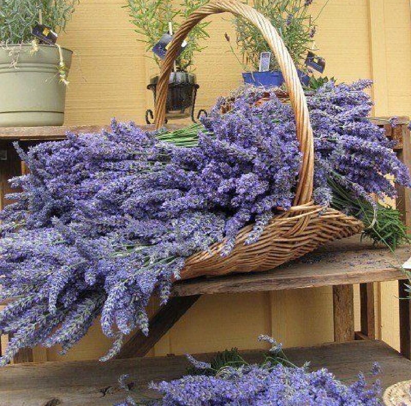 Lavender in a Basket — Purple