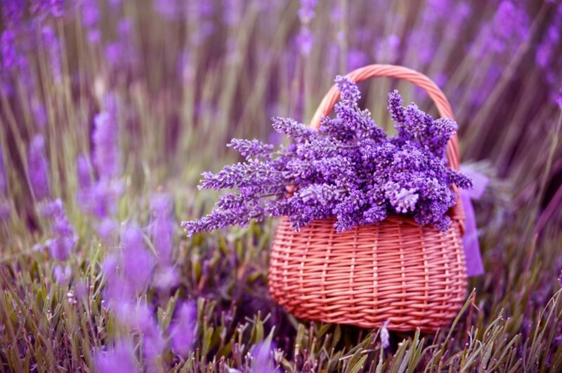 Lavender in a Basket