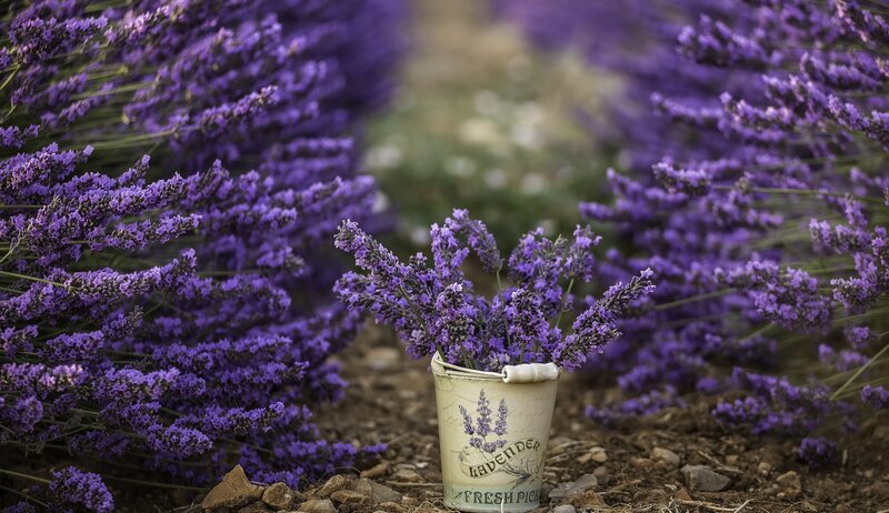 Lavender in a Bucket