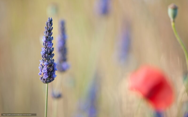 Lavender in a field