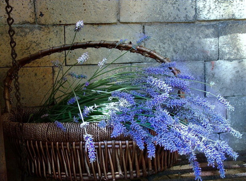 Lavender in a wicker basket